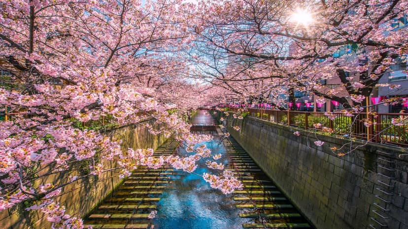 Lập Kế Hoạch Du Lịch Nhật Bản Theo Mùa: Khám Phá Vẻ Đẹp Bốn Mùa Xứ Phù Tang