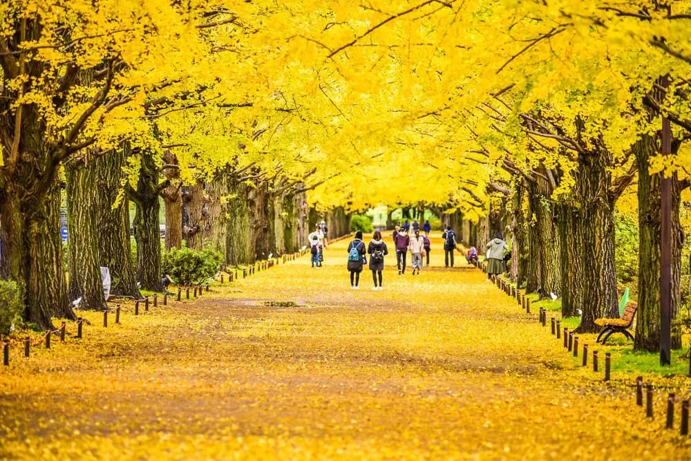 japans-golden-route-tokyo---fuji---nagoya---kyoto---kobe---osaka