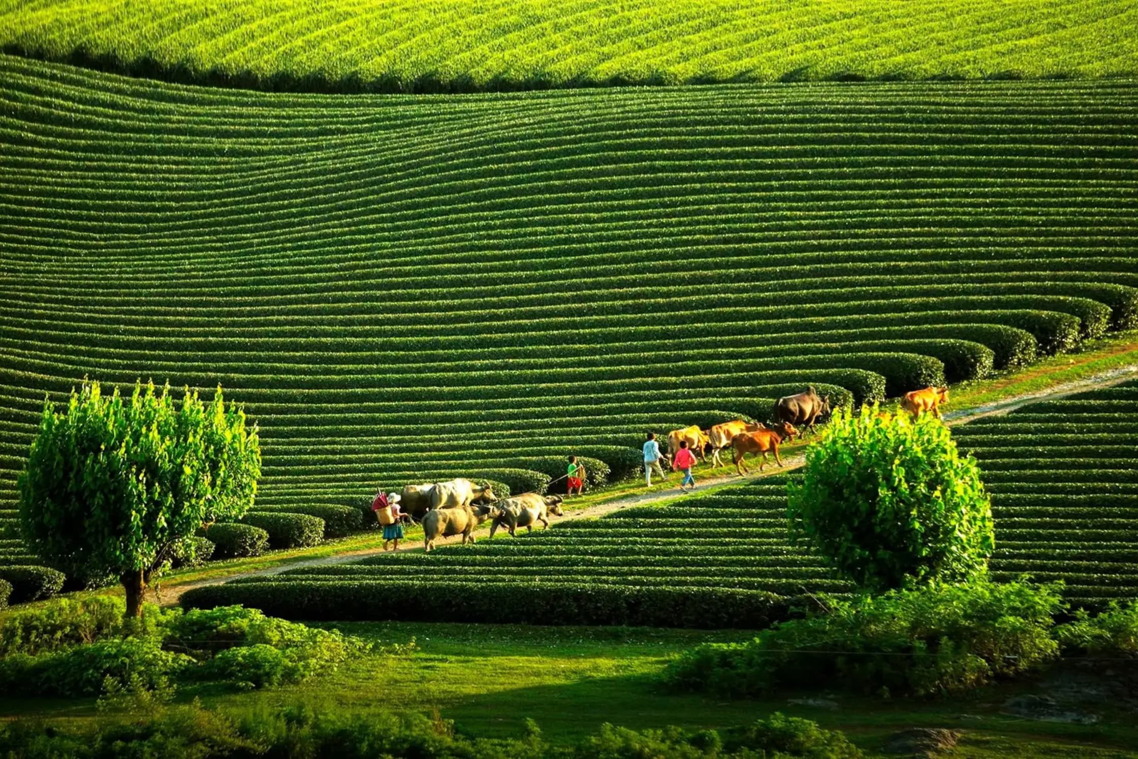 Tour Mộc Châu - Cầu Kính Bạch Long - Săn Mây Tà Xùa 2N1Đ từ Hà Nội