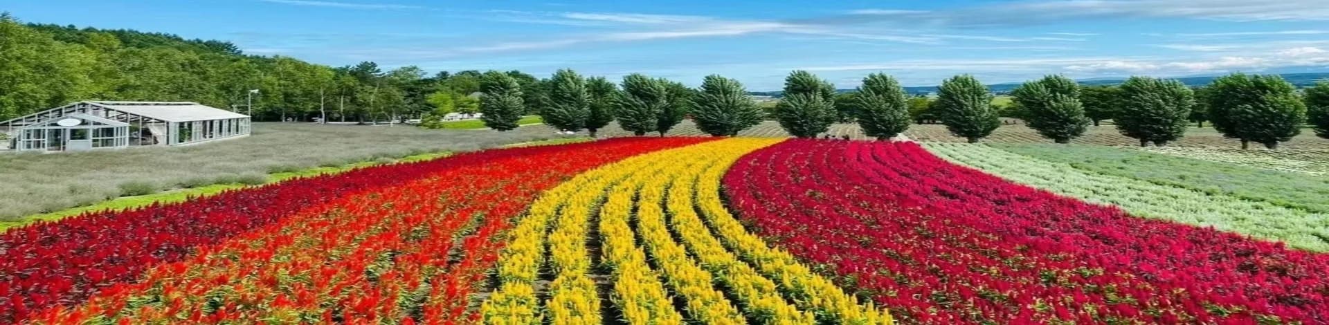 d-7n6n-colourful-hokkaido