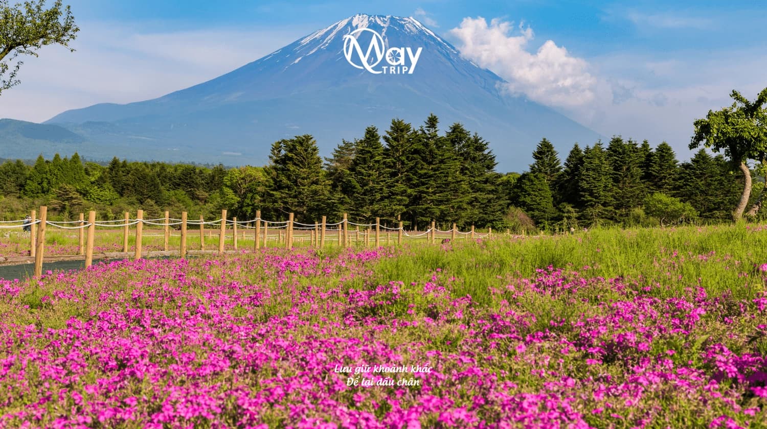 Tour Nhật Bản Cung Đường Vàng Nara - Tokyo Hè 2025