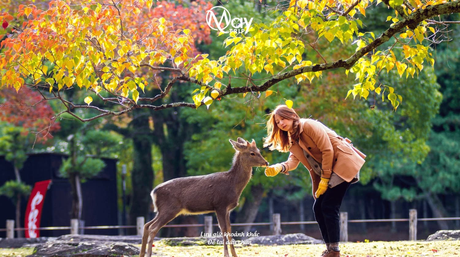Tour Nhật Bản Cung Đường Vàng Nara - Tokyo Hè 2025
