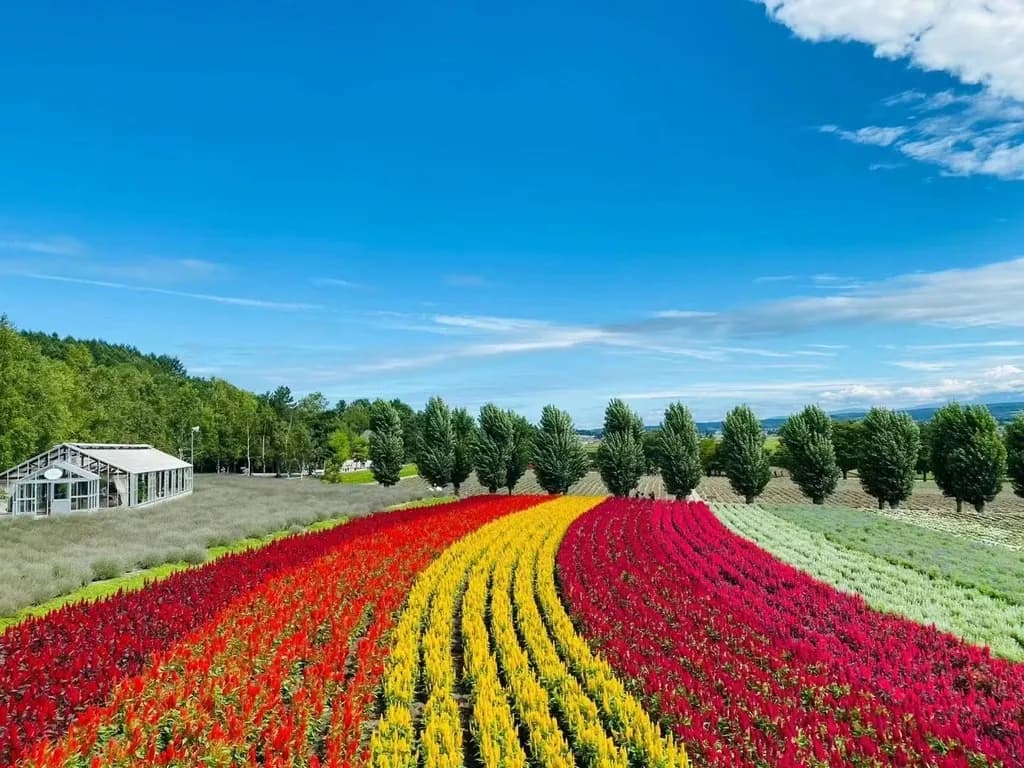 8D 7N/6N COLOURFUL HOKKAIDO