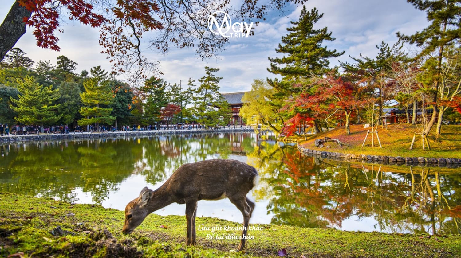 Tour Nhật Bản Mùa Thu 2025: Osaka – Nara – Kyoto – Nagoya – Yamanashi – Tokyo