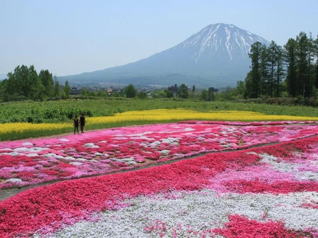 8D 7N/6N COLOURFUL HOKKAIDO