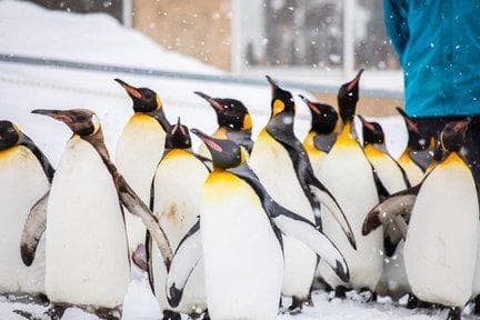 JAPAN WINTER TOUR: HOKKAIDO - THE FAIRYLAND OF SNOW