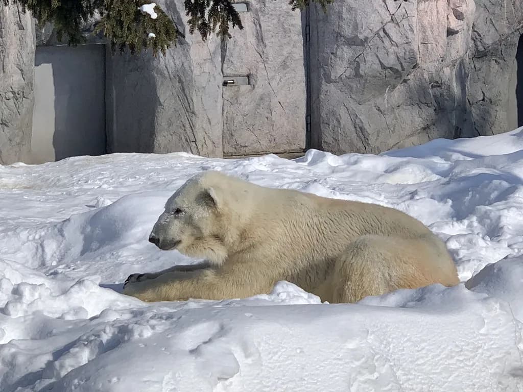 8D 7N/6N HOKKAIDO WINTER DREAMLAND