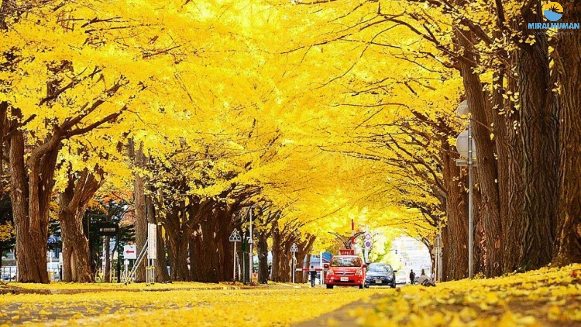 autumn-travel-on-the-golden-road