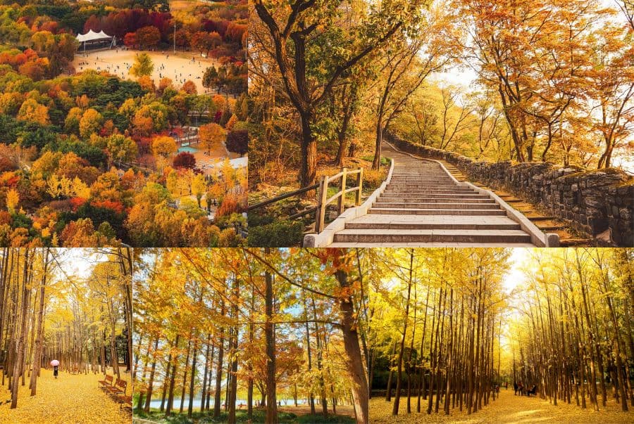 Tour Hàn Quốc Mùa Thu : Seoul Forest - Lotte World 5N4D