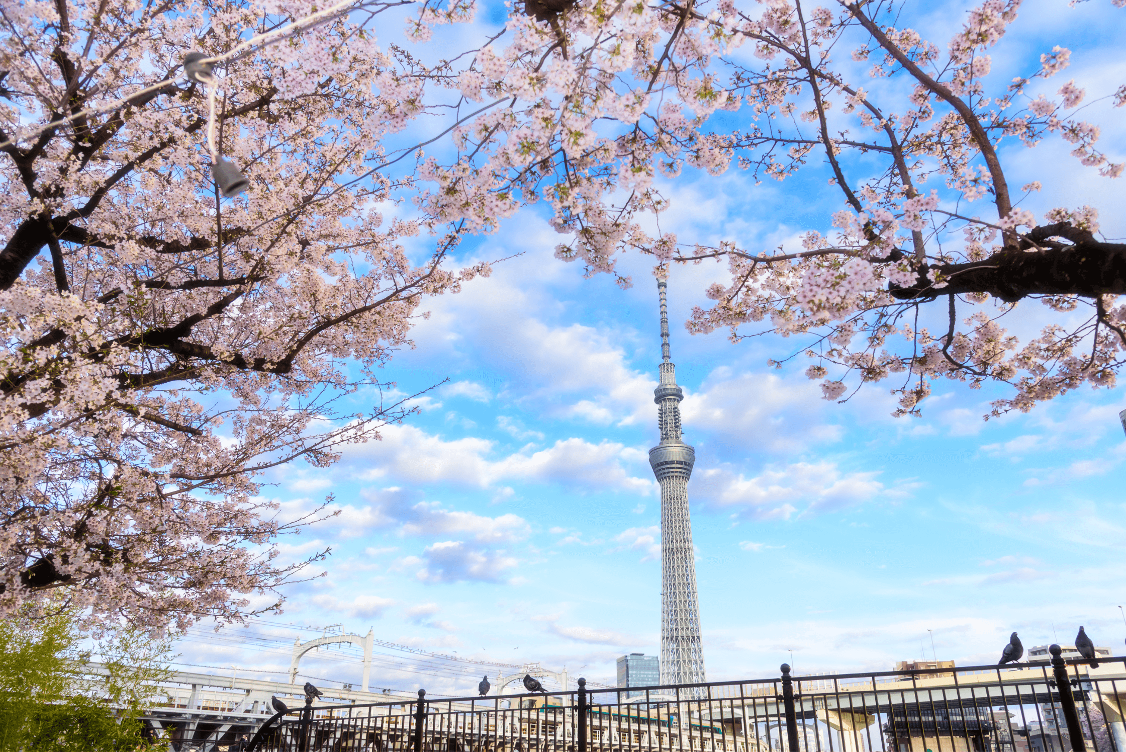 Japan Cherry Blossom Tour: Shirakawago - Tokyo - Mt. Fuji - Matsumoto - Nagoya