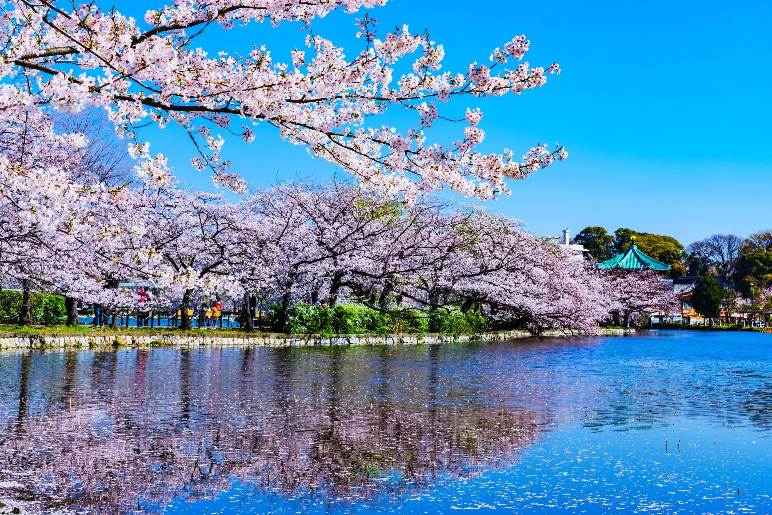 TOKYO - MOUNT FUJI - KYOTO - OSAKA
