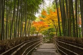 8D AUTUMN JAPAN GOLDEN ROUTE ARASHIYAMA BAMBOO FOREST + NARA DEER PARK BY TR