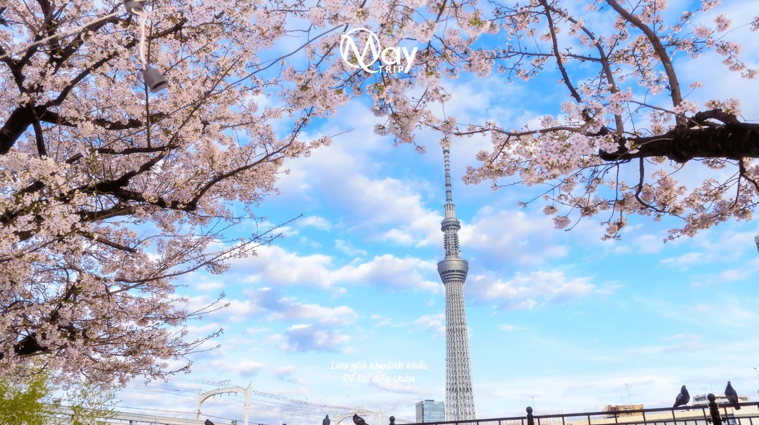 Tokyo – Mount Fuji Japan Discovery Tour 2025