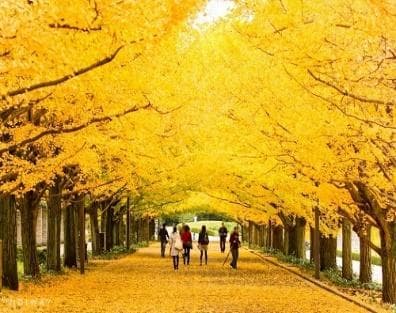 ĐẮM CHÌM SẮC THU XỨ KIM CHI: BUSAN - SEOUL - NAMI 6N5Đ