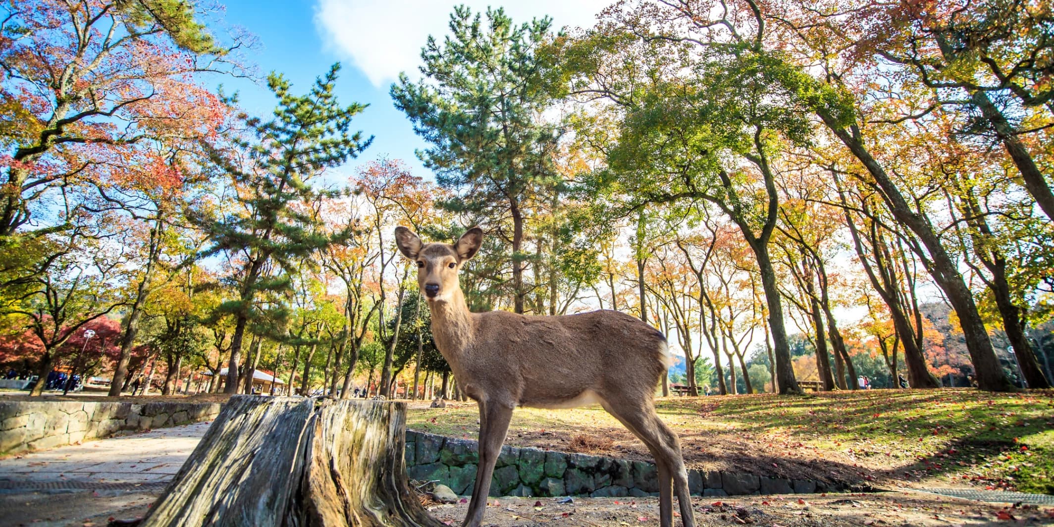 AUTUMN TRAVEL ON THE GOLDEN ROAD