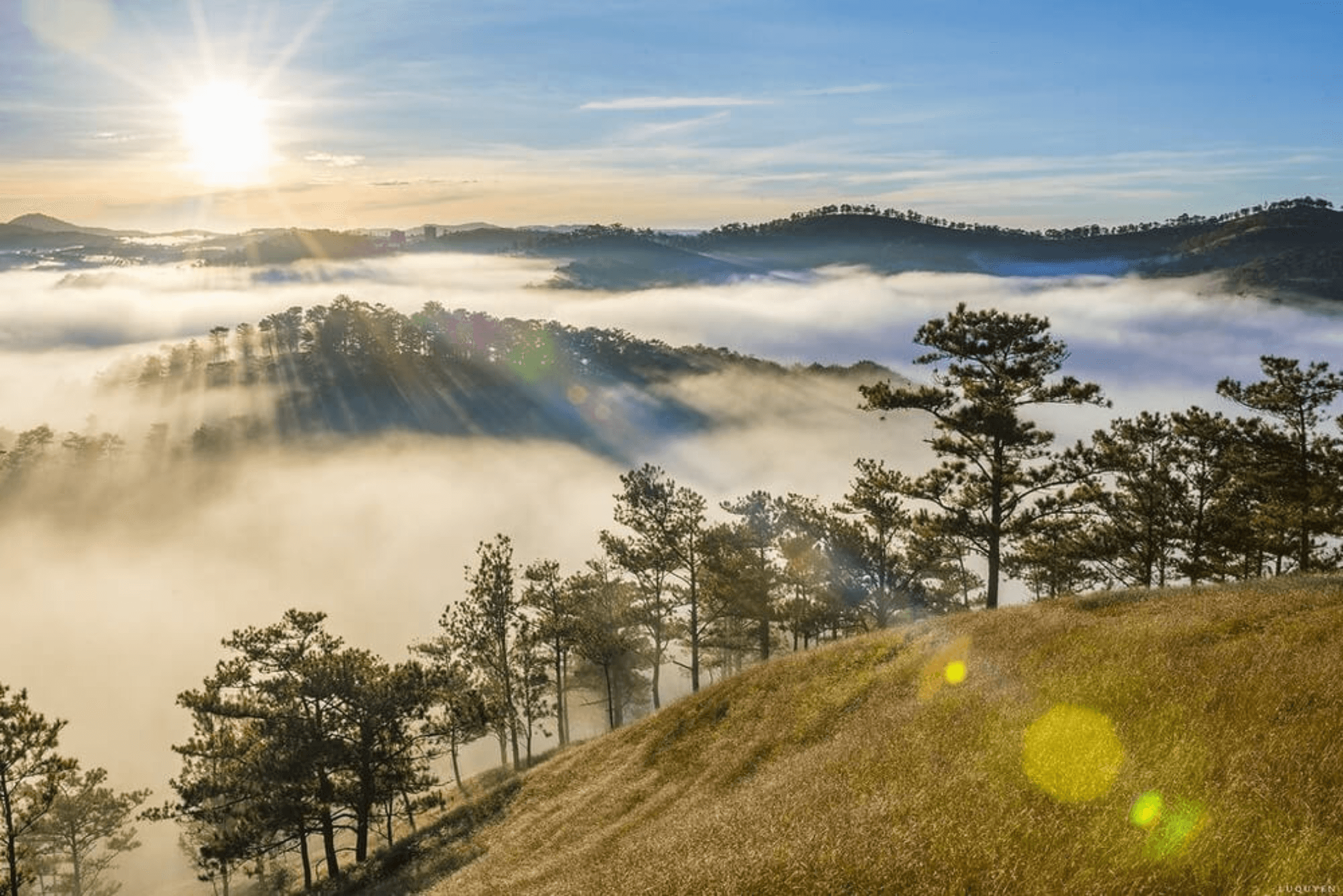 da-lat-3-days-2-nights-tour-da-nang-da-lat-land-pine-trees-land-pine-trees