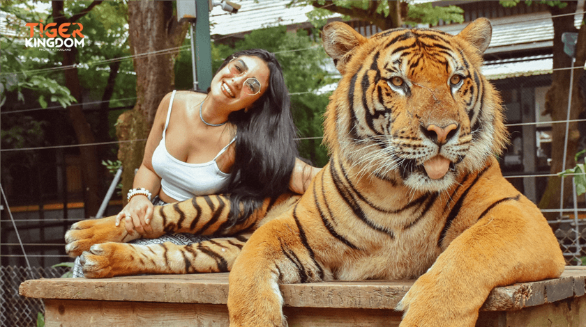  Phuket City Tour - Big Buddha and Tiger Kingdom or Tiger Park with Private Car Without Guide