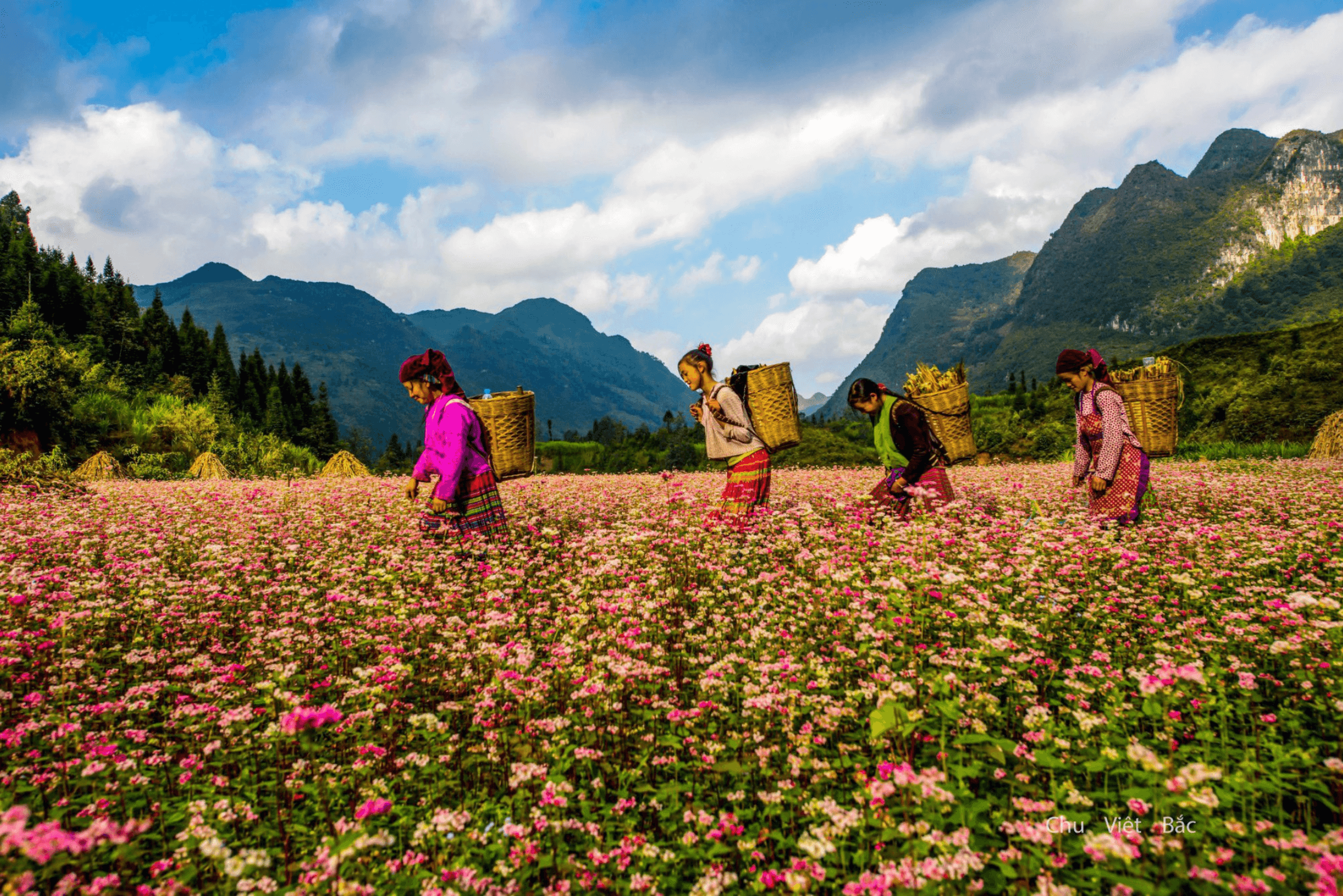 Hà Giang Tour Trọn Gói 3 Ngày 2 Đêm: Khám Phá Cao Nguyên Đá Hùng Vĩ