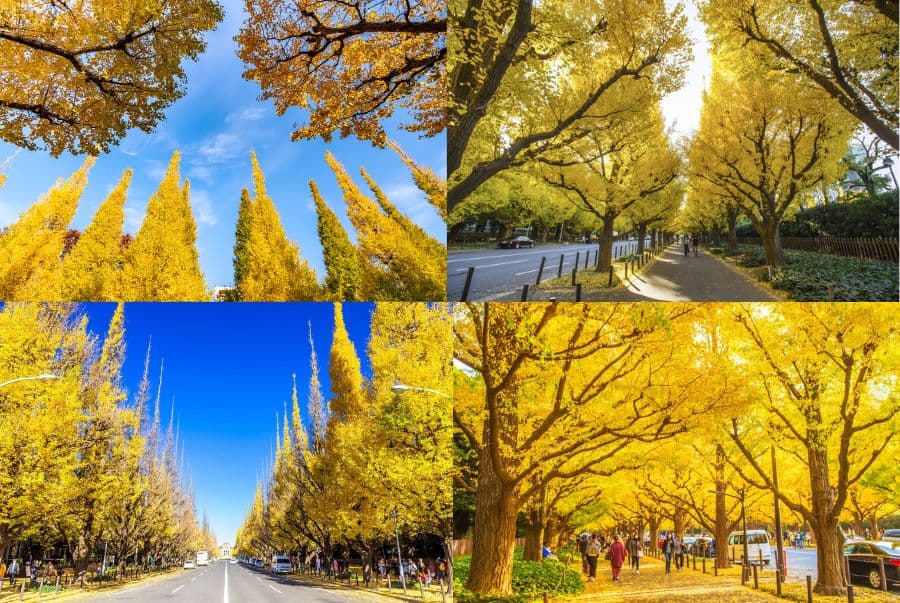 Tour Nhật Bản: Narita - Tokyo - Phú Sĩ - Yokohama (No shop) 5N4D
