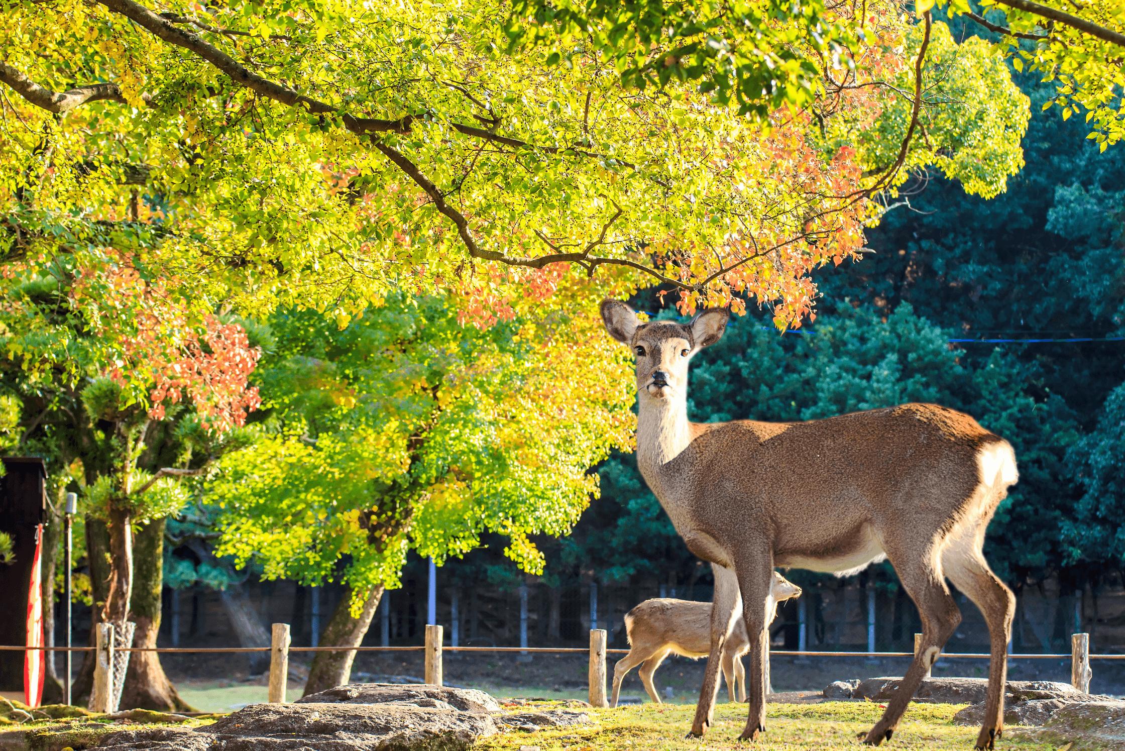 Golden Route Japan – Blooming Flowers 2025 (NARA – OSAKA – KYOTO – NAGOYA – MOUNT FUJI – TOKYO)