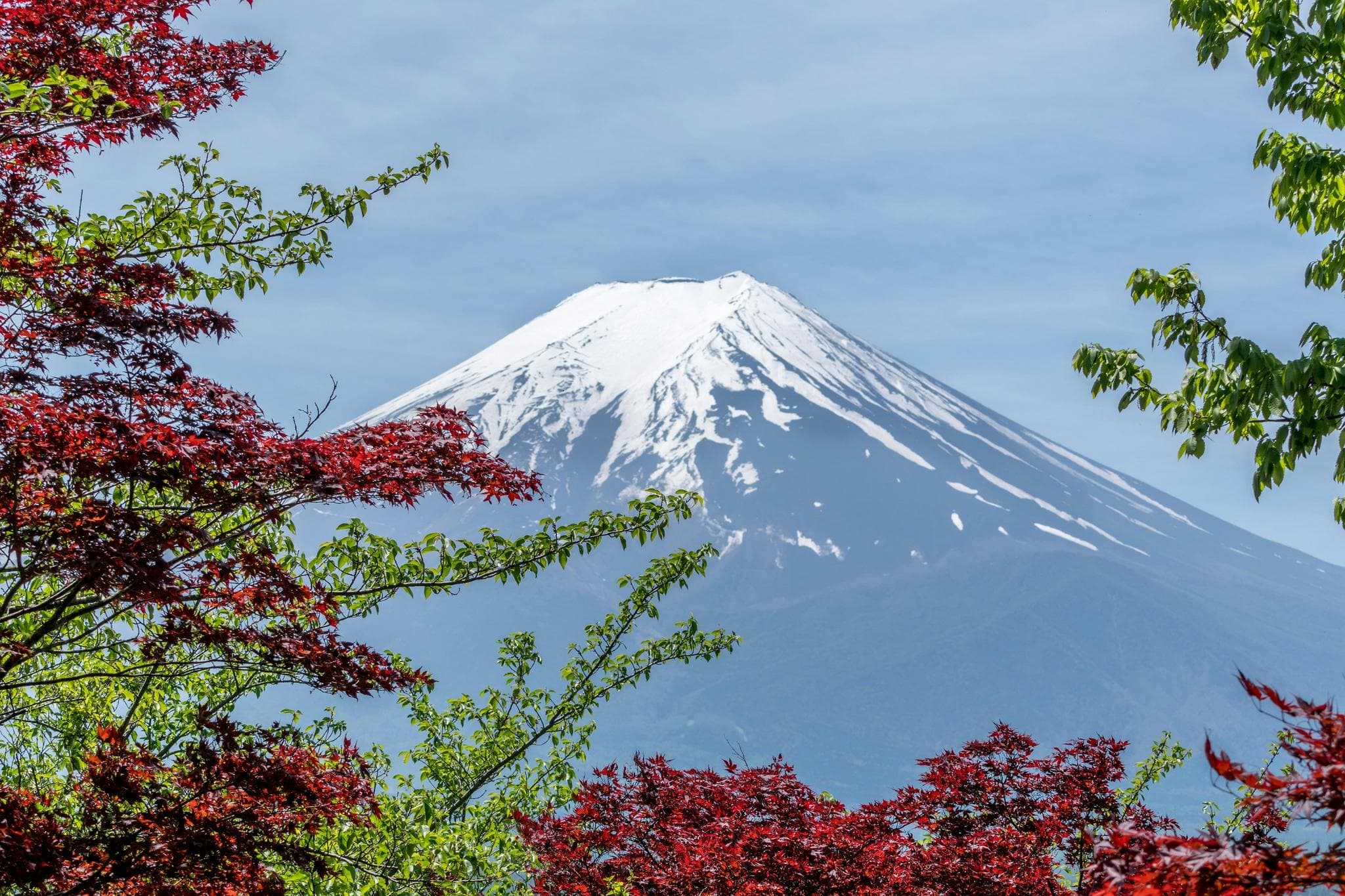 4d3n-japan