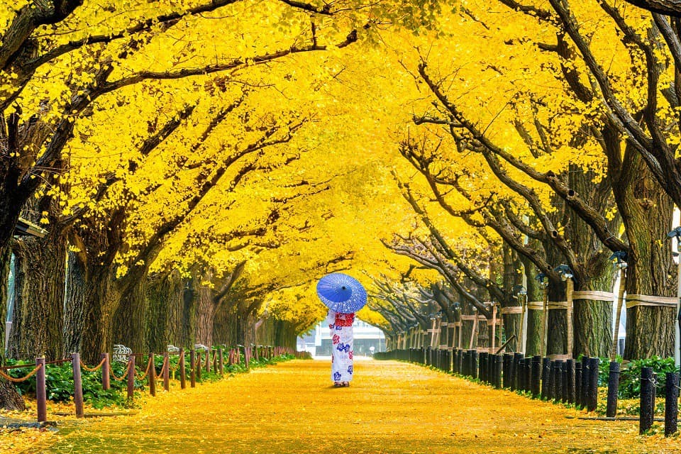 tour-nhat-ban-cung-uong-vang-narita---osaka---kyoto---yamanashi---tokyo--5n5
