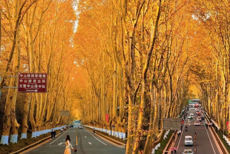 Tour Trung Quốc: Thượng Hải - Ô Trấn - Nam Kinh 5N5D