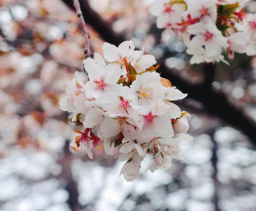 hokkaido--chitose--sapporo---noboribetsu-6-days-5-nights
