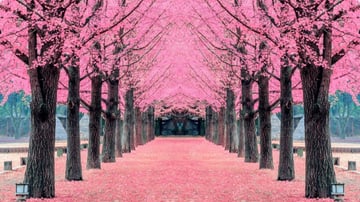 TOUR HÀN QUỐC – SEOUL - NAMI - LOTTE WORLD - YEOUIDO - HOA ANH ĐÀO - Image - 9101