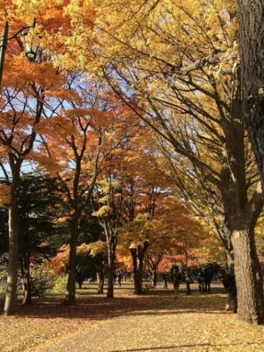 AOMORI – HIROSAKI - HAKODATE – SAPPORO – TRẢI NGHIỆM TRỰC THĂNG NGẮM HỒ TOYA - Image - 1562