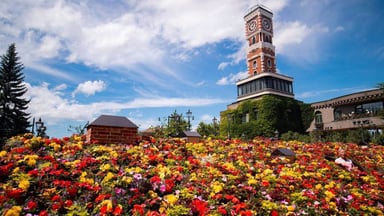 Cherry Blossom Viewing Tour in Japan: Hokkaido - Sapporo - Furano - Otaru - Toya - Image - 337