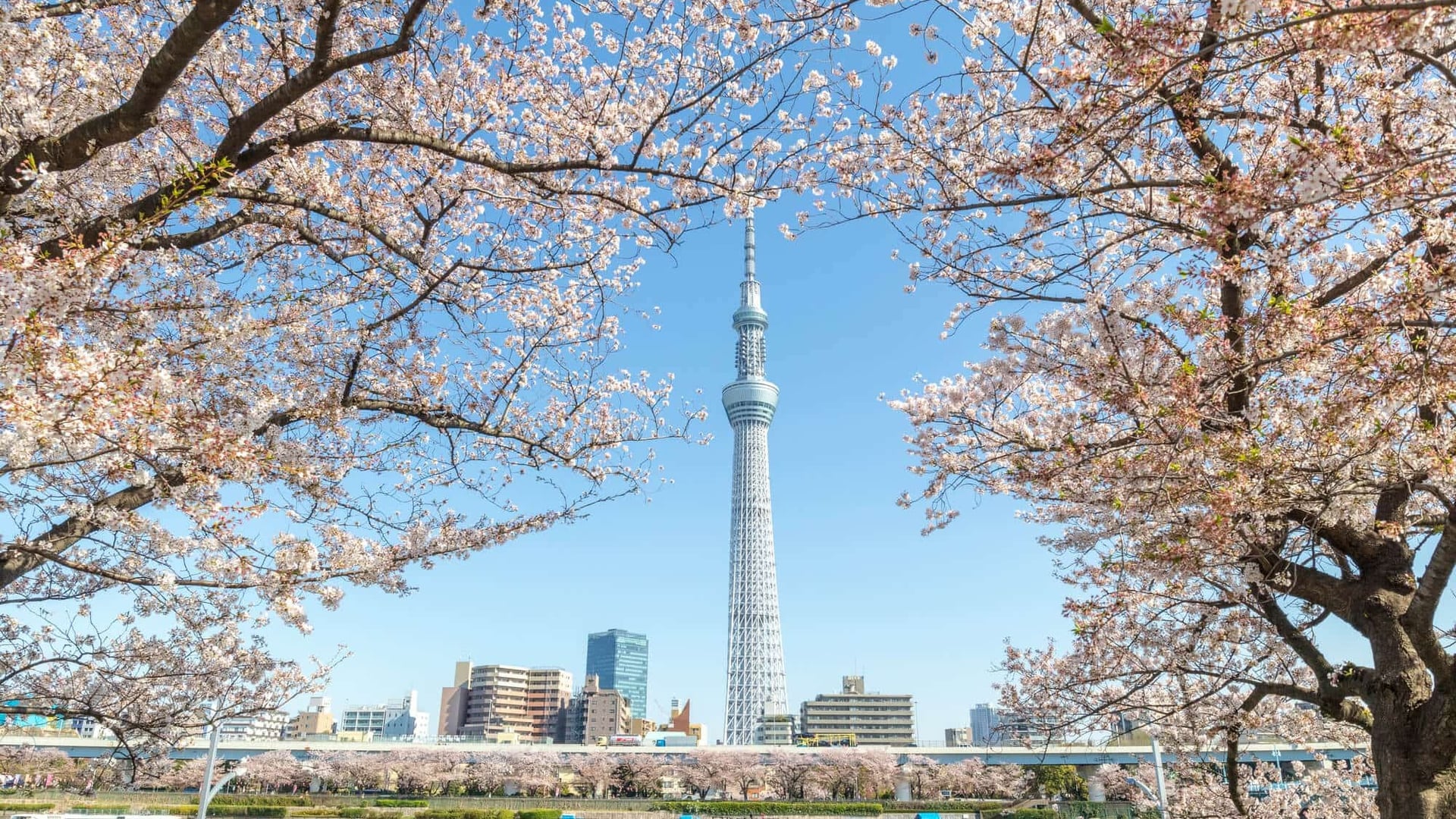 KHÁM PHÁ NHẬT BẢN MÙA HOA ANH ĐÀO 2026: OSAKA – KOBE – KYOTO – NAGOYA – NÚI PHÚ SĨ – TOKYO