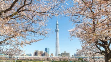 KHÁM PHÁ NHẬT BẢN MÙA HOA ANH ĐÀO 2026: OSAKA – KOBE – KYOTO – NAGOYA – NÚI PHÚ SĨ – TOKYO - Image - 9019