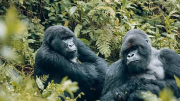 2 Days Rwanda Gorilla Trekking experience and Kigali Genocide Memorial Visit. - Image - 8547