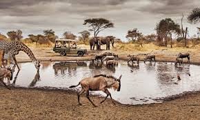 6 DAYS TANZANIA SAFARI