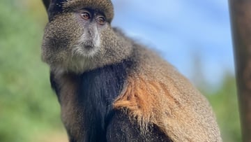 5 Days Rwanda Safari Adventure tour - Image - 8517