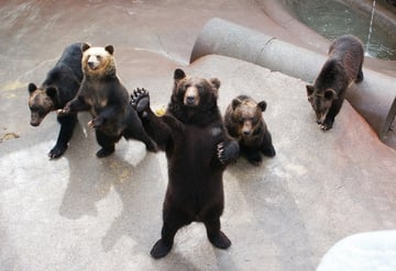 7D5N HOKKAIDO WINTER FUN - Image - 969