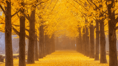 HÀN QUỐC MÙA THU: SEOUL- SAUNA - NAMI – MORNING CALM - EVERLAND 5N4Đ - Image - 1509