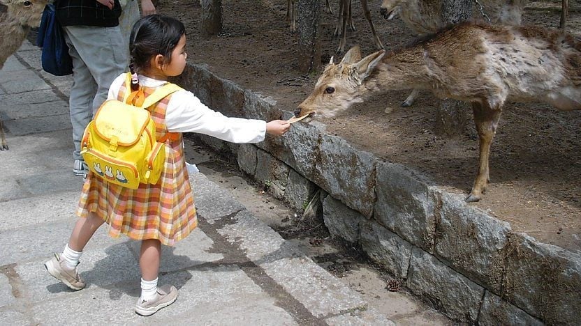 6D5N Tokyo Escape - Image - 929