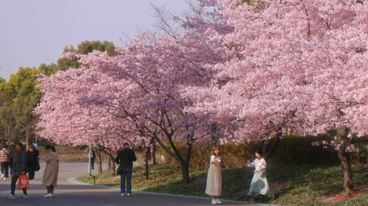 [NO SHOP] MÙA HOA ANH ĐÀO | THƯỢNG HẢI - Ô TRẤN - HÀNG CHÂU - CÔNG VIÊN GUCUN