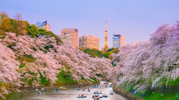 CUNG ĐƯỜNG VÀNG 2026 - RỰC RỠ SẮC HOA ANH ĐÀO KOBE – OSAKA – KYOTO – PHÚ SĨ – TOKYO NO SHOPPING - Image - 7998