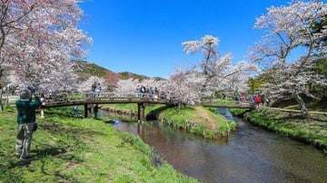 NGẮM HOA ANH ĐÀO SỚM & KẾT HỢP TRƯỢT TUYẾT  KOBE – OSAKA – KYOTO – PHÚ SĨ – TOKYO - Image - 4870