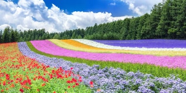 Cherry Blossom Viewing Tour in Japan: Hokkaido - Sapporo - Furano - Otaru - Toya - Image - 336