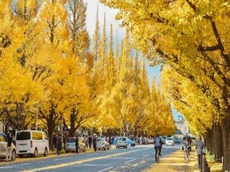 Tokyo – Mount Fuji Japan Discovery Tour 2025 - Image - 1453