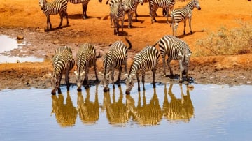 7 Days Best of Kenya safari - Image - 10751