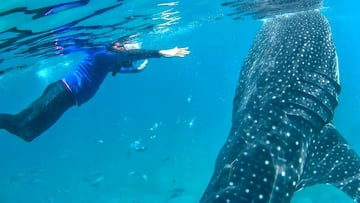 Dumaguete: Oslob whale watching - Image - 1082
