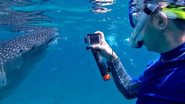 Dumaguete: Oslob whale watching - Image - 1086