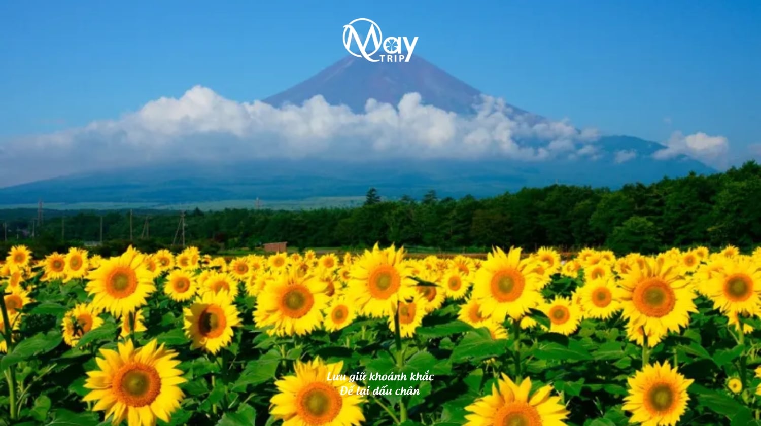 Autumn Japan Tour 2025: Osaka – Nara – Kyoto – Nagoya – Yamanashi – Tokyo - Image - 598