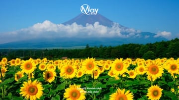 Autumn Japan Tour 2025: Osaka – Nara – Kyoto – Nagoya – Yamanashi – Tokyo - Image - 598