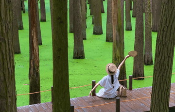 HÀ NỘI - THƯỢNG HẢI – HÀNG CHÂU - Ô TRẤN  OPTION DISNEYLAND - Image - 3584